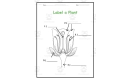 Botany: Parts of Plants