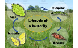 Butterfly Life Cycle Chart