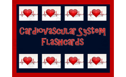 Cardiovascular System Flashcards