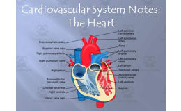 Cardiovascular System – Heart Structures PowerPoint