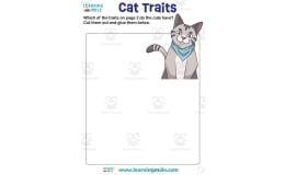 Cats Activity
