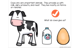Cow Life Cycle Adapted Book - Google Slides