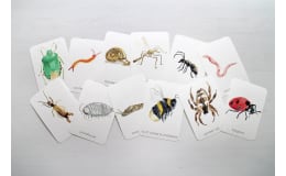 Creepy Crawly / Minibeast Flashcards