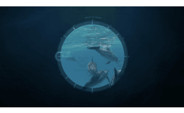 Cute Ocean Animals | Animated Ocean Video Lesson