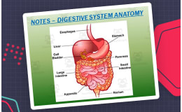Digestive System – PowerPoint Presentation & Notes