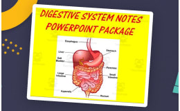Digestive System | PowerPoint Presentations