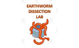 Earthworm Dissection Lab