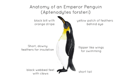 Emperor Penguin Anatomy – Labeled Watercolor Poster
