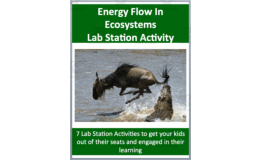 Energy Flow In Ecosystems – Lab Station Activity