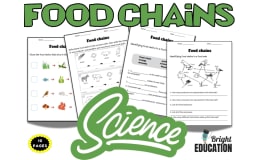Food Chains Worksheet Activate Science