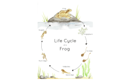 Frog Life Cycle Printable Poster