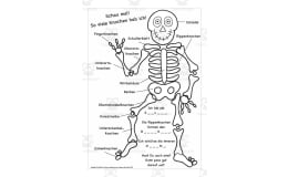 German Skeleton Worksheet – Label the Bones