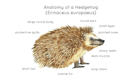 Hedgehog Anatomy Printable Poster