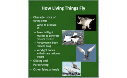 How Living Things Fly - Google Slides and PowerPoint Lesson