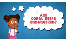 I WONDER - Are Coral Reefs Endangered | Animated Video Lesson