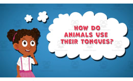 I WONDER - How Do Animals Use Their Tongues | Animated Video Lesson