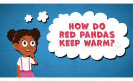 I WONDER - How Do Red Pandas Keep Warm | Animated Video Lesson