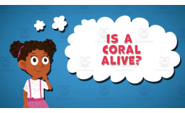 I WONDER - Is A Coral Alive | Animated Video Lesson