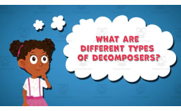 I WONDER - What Are Different Types Of Decomposers | Animated Video
