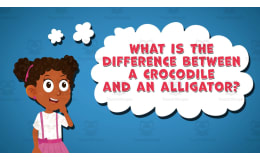 I WONDER - What Is The Difference Between A Crocodile And An Alligator