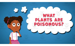 I WONDER - What Plants Are Poisonous | Animated Video Lesson