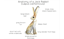 Jack Rabbit Anatomy – Printable Watercolor Poster