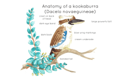 Kookaburra Anatomy Interactive Printable Poster