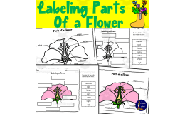 Labeling Parts of a Flower