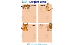 Largest Cats Activity