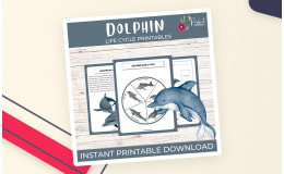 Dolphin Life Cycle Worksheet – Ocean Mammals Study