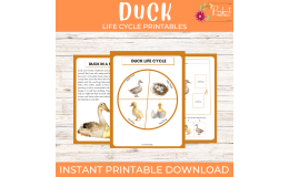 Life Cycle of a Duck Worksheet- Farm Animal Science Unit Study