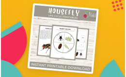 Life Cycle of a Housefly Worksheet - Insect Science Unit Study