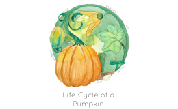 Life Cycle of a Pumpkin Printable Poster
