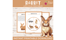 Life Cycle of a Rabbit Worksheet - Spring Animal Science Unit Study
