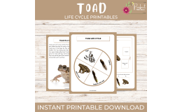 Life Cycle Of a Toad Worksheet - Animal Science Unit Study & Fun Facts