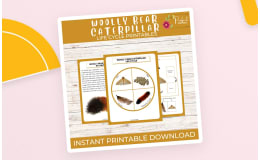 Life Cycle of a Woolly Bear Caterpillar Worksheet - Insect Science