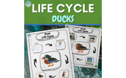 Life Cycle Worksheets Freebie- Duck-themed Activities