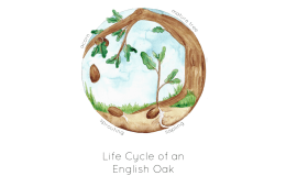 Lifecycle of an Oak Tree Printable Poster