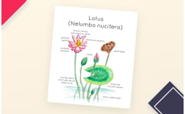 Lotus Plant Anatomy Printable Poster