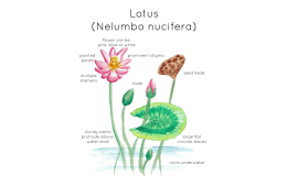 Lotus Plant Anatomy Printable Poster