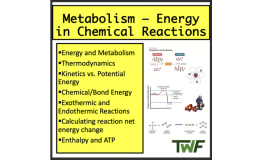 Metabolism - High School Biology lesson