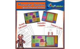 Muscular System Lapbook / Interactive Notebook - EBOOK