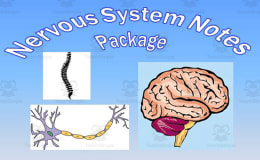 Nervous System PowerPoint Presentation