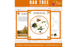 Oak tree Life Cycle diagram Fall science activities cut paste fun fact