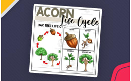 Oak Tree Life Cycle Poster + Sequencing Cards