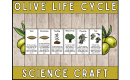 Olive Tree Life Cycle Craft Foldable Science Cut and Paste Activity