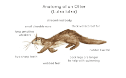 Otter Anatomy Printable Poster