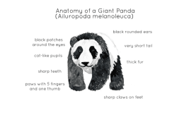 Panda Anatomy Poster – Watercolor Print