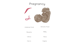 Pregnancy Labelling Poster & Activity | Baby Poster | Printable Human Anatomy Poster