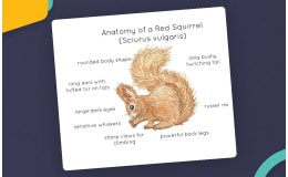 Red Squirrel Anatomy Poster – Watercolor Print